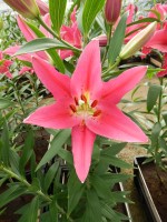 [4353 Viviana 2N VZ No02.JPG]